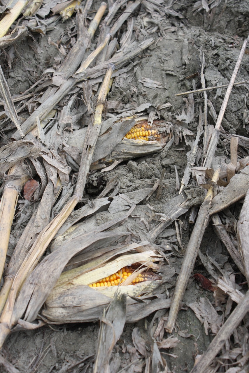 A corn field flattened by Hurricane Irene A corn field flattened by Hurricane Irene