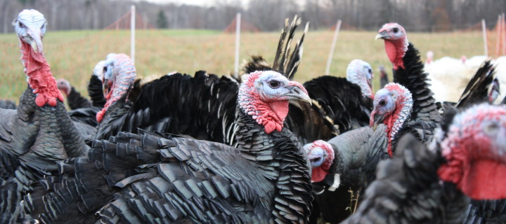 Old school turkeys Old school turkeys