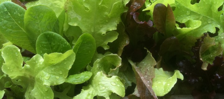 Surviving salad season Surviving salad season
