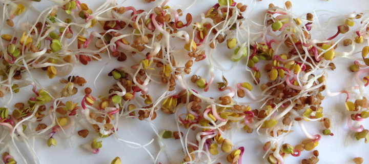 Sprouts: Little green things Sprouts: Little green things