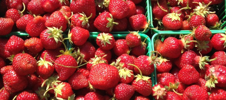 Berry picking: A summer tradition Berry picking: A summer tradition