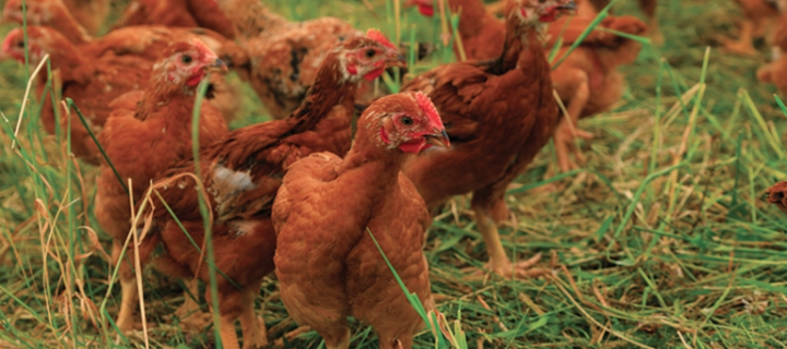 In the field: Erba Verde Farms In the field: Erba Verde Farms