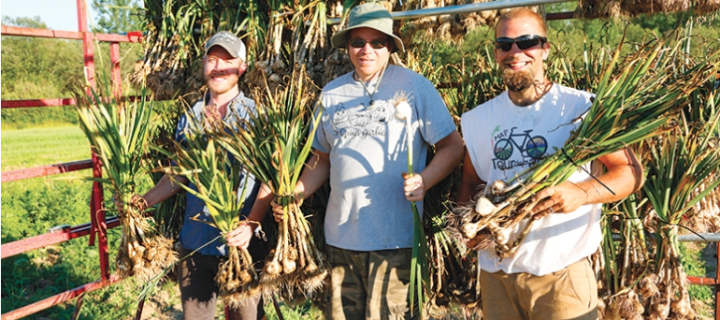 In the field: 3 Guys Garlic In the field: 3 Guys Garlic